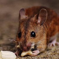 ratsremoval ratsremoval